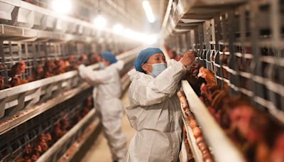 Bird flu FAQ: Everything you need to know about the H5N1 outbreak that’s spread to dairy cows in 9 states