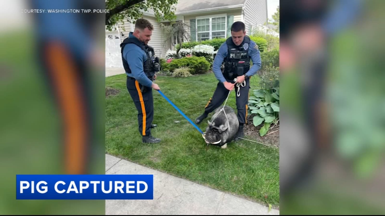 Washington Township officers wrangle loose 200-pound pig 'Pumba' after brief escape