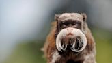 Arrestan al sospechoso del secuestro de dos monos emperadores en Dallas