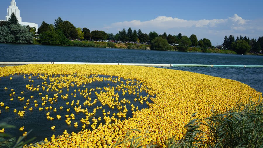 The Idaho Falls Duck Race winners are in! - East Idaho News