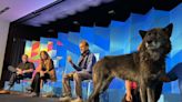 ‘Wolves at Our Doorstep’: Advocates introduce gray wolf, address rancher concerns at Aspen Ideas Festival