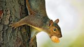 A day in the life of a Poconos squirrel