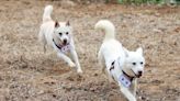 Dogs gifted by North's Kim resettle in South Korean zoo