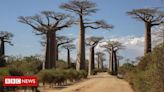Baobás: cientistas revelam mistério em torno da origem da 'árvores da vida'