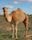 Australian feral camel