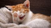 55 Purrfectly Hilarious Cat Jokes for Kitten Around