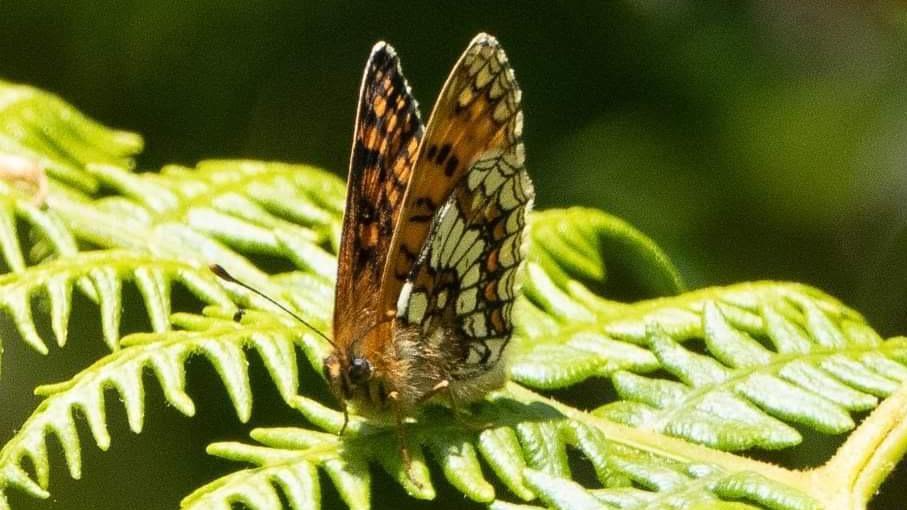 Holidaymakers spot endangered butterfly on Exmoor