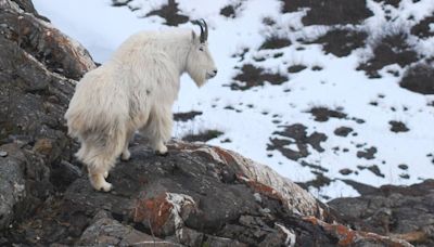 Mountain goats live on the edge, and perish at a surprisingly high rate as victims of Alaska avalanches