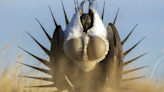 Wyoming stakeholders nudge feds in opposing directions on sage grouse conservation plan