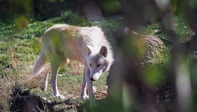 Wolves maul woman at zoo in France