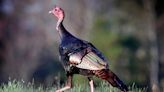 Members of inaugural Alabama Turkey Hunters Hall of Fame class more than deserving