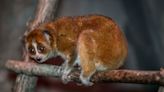 What you need to know about slow lorises at Milwaukee County Zoo, adorable but venomous