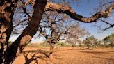 Nestlé promete plantar 6 milhões de árvores até 2027 em áreas degradadas de Cerrado e Mata Atlântica