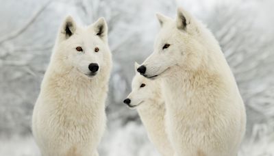 Woman 'Seriously Injured' After Being Mauled by Wolves at Zoo in France