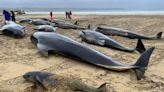 At least 65 pilot whales die in Scottish mass stranding