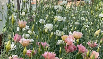 From snapdragons to sunflowers, here are 4 flower farms to pick from in Central Jersey