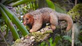 Encuentro con el oso hormiguero más pequeño del mundo en Corcovado sorprende a turistas