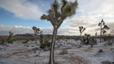 California bill could allow for more Joshua trees to be cut down for development