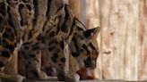 Nothing like a popsicle on a hot day. Just ask the leopards at the Tampa zoo