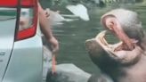 Moment tourist risks killing a hippo by throwing a bag into its mouth