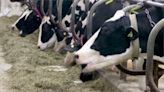 美乳牛爆禽流感 醫：酪農場應嚴格防護