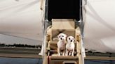 Bark, the New Airline Service for Dogs, Takes Off