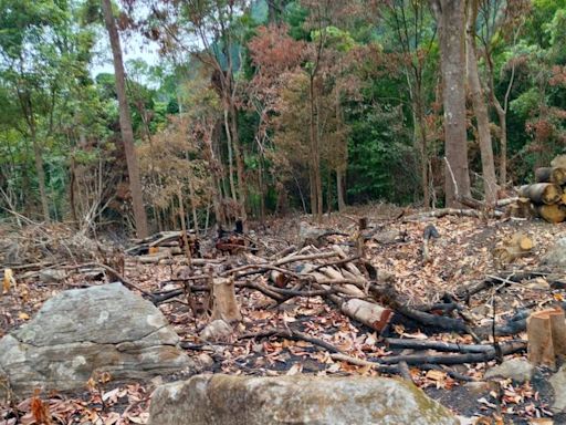 TH Impact: NGT takes cognisance of The Hindu article on trees chopped and burnt near Talacauvery Wildlife Sanctuary in Kodagu