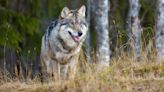 Wisconsin judge dismisses lawsuit challenging state's new wolf management plan