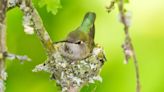 6 Incredible Things to Know About Hummingbird Nests