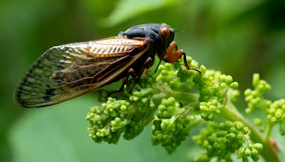Cicadas 2024: See photos of the rare double brood emergence across the U.S.