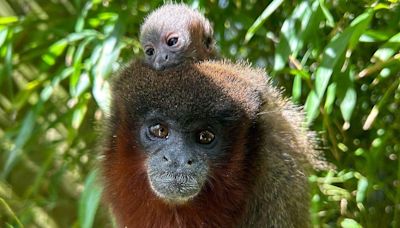 Colchester Zoo welcomes new adorable baby monkey to first-time parents