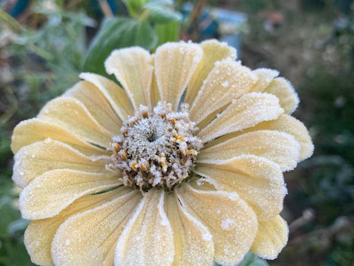 When is the average last frost in Massachusetts? What to know to plant your garden.