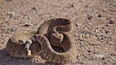 Hiker in Tucson Giving a Rattlesnake Water Is Such an Arizona Thing