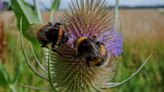 Vermont Becomes Second State to Take Big Steps for Bees