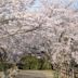 西部公園賞櫻