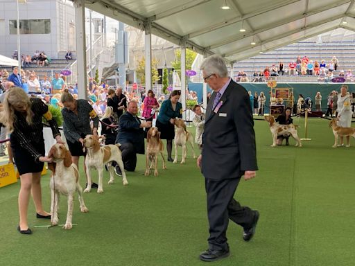 Dog Show 101: What’s what at the Westminster Kennel Club