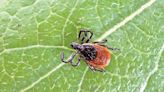 Prevention is key for tick season - The Martha's Vineyard Times