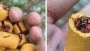 Thru-Hiker Finds Dog Treats Stuffed with Fish Hooks Along the Appalachian Trail