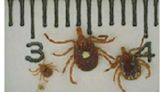 Emory researchers have mapped lone star tick locations in Georgia