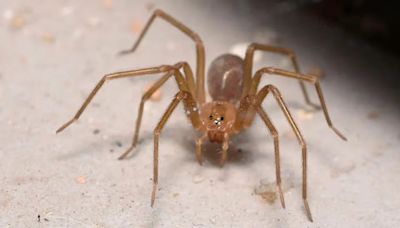 La historia del niño prodigio fue picado por una peligrosa araña y su cuerpo estuvo paralizado durante semanas