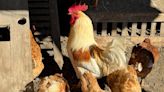 CDC says Salmonella outbreaks are linked to backyard poultry