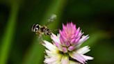 A Slap of a Honeybee’s Wings...... sends ant invaders flying away