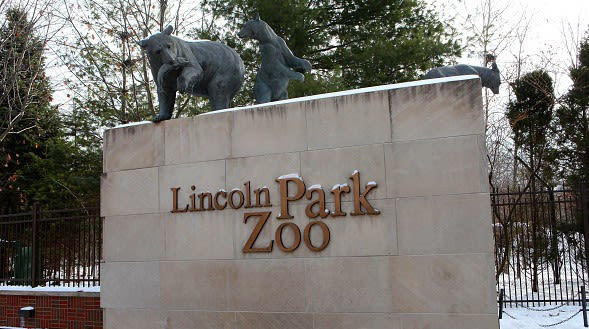 Penguin encounters return at Lincoln Park Zoo