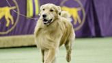 Golden retrievers still No. 1 in Seattle