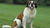 Saint Bernard and Cow Become Best Friends at Animal Sanctuary