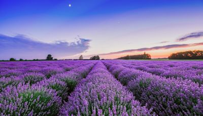 Ahh... Relax and be calm: Best lavender farms in New Jersey