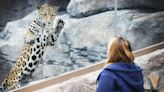 What's new at El Paso Zoo includes membership price changes, Magellanic penguins exhibit