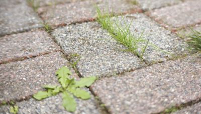 Remove weeds from patios in 1 hour with gardener’s amazing homemade weed killer