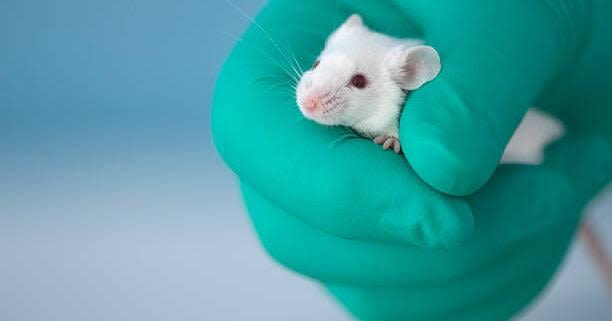 Letter | Animal testing is animal cruelty