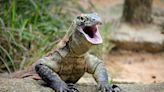 Komodo Dragons’ Nightmare Iron-Tipped Teeth Are a Reptilian First